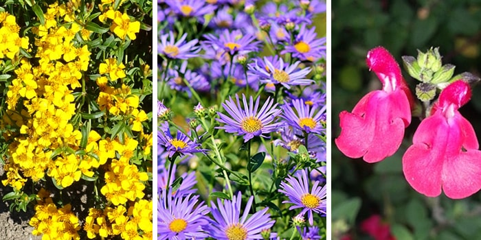 Fall Blooming Texas Native Perennials