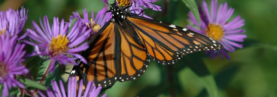 Monarch Butterfly On Fall Aster Slide