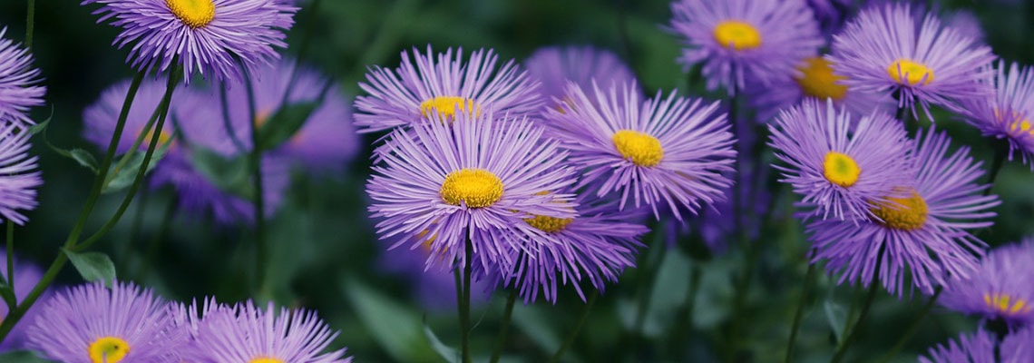 Fall Aster Blooms