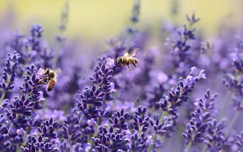 Pollinating Bees on purple sage