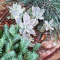 Ghost Plant And Blue Spruce Sedum