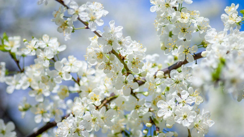 Spring Tree Blossoms