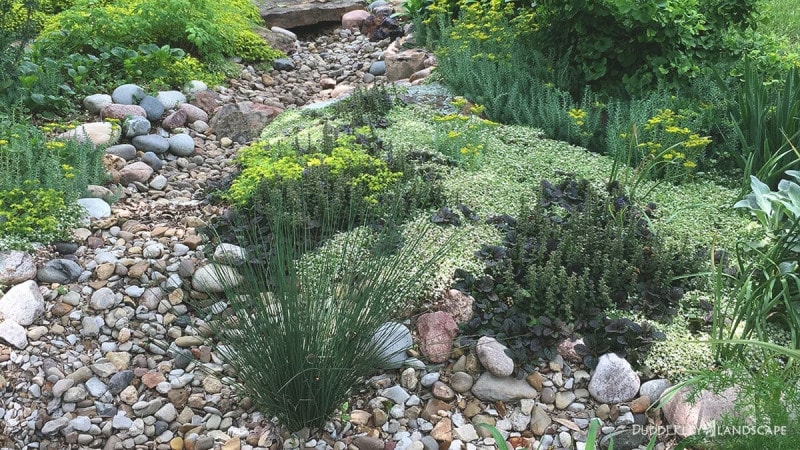 Dry Stream Bed With Native Plants