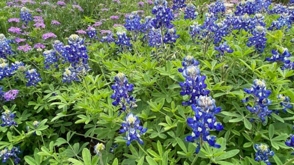 Texas Native Plant Week Prairie Bluebonnets