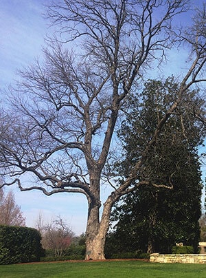 Dallas Arboretum Old Pecan Tree