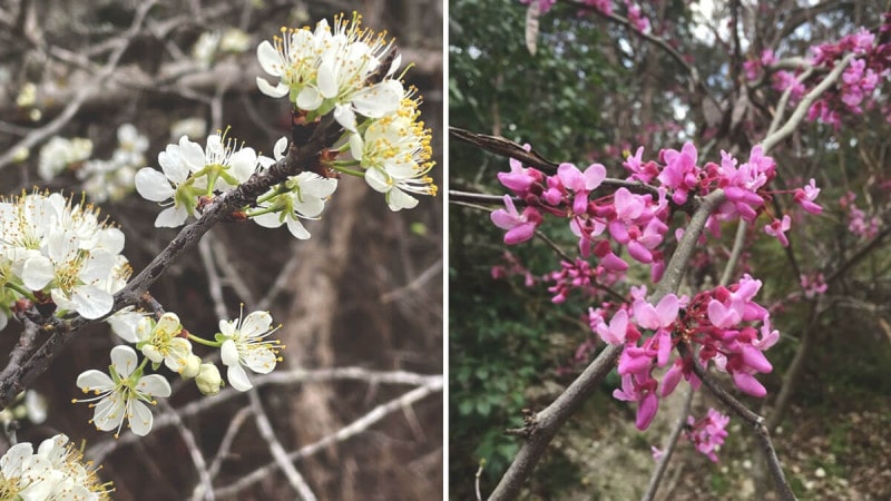 Mexican Plum And Texas Redbud