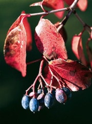Rusty Blackhaw Berries