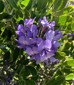 Texas Mountain Laurel Flower 1