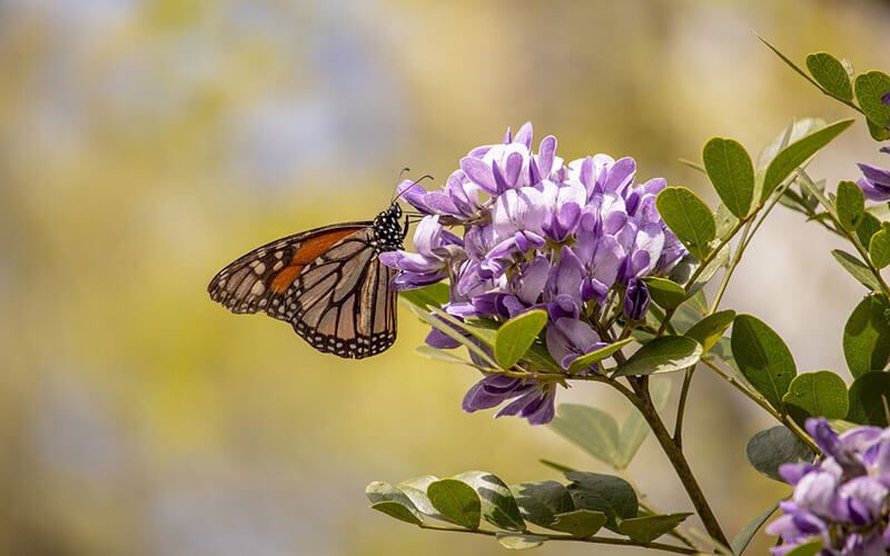 Butterfly On Texas Mountain Laurel