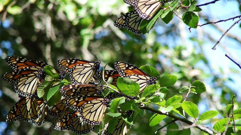 Monarch Butterflies On Cedar Elm