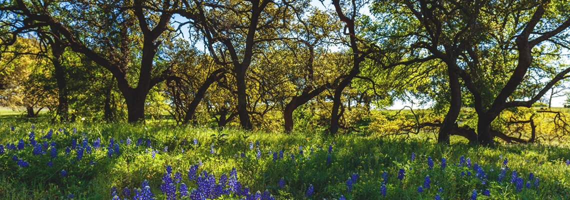 Texas Oak Trees And Bluebonnets Slide