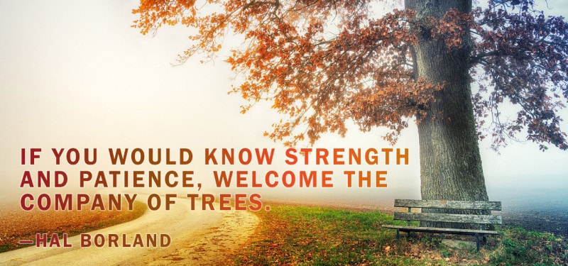 quote by Hal Borland. If you would know strength and patience, welcome the company of trees. 