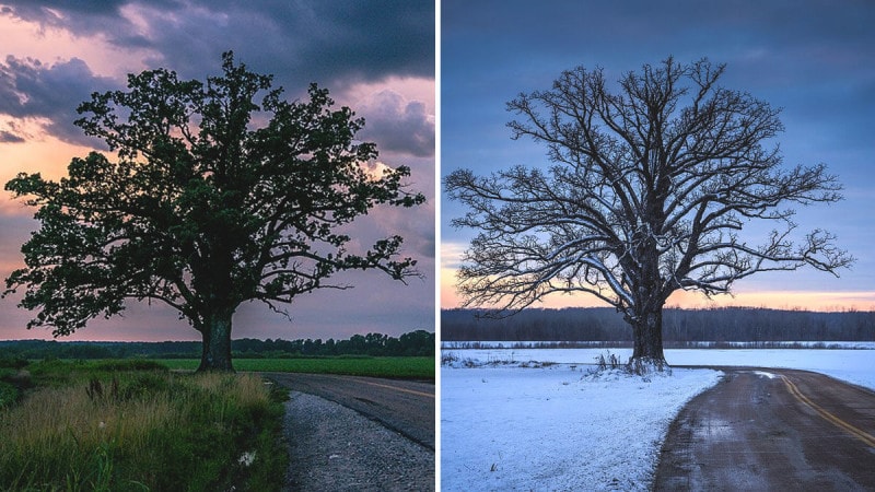 Bur Oak Summer And Winter