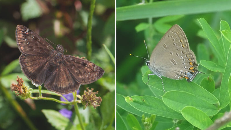 Horaces Duskywing And Edwards Hairstreak Butterflies