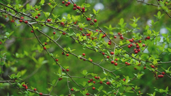 Possumhaw Branches With Leaves And Red Berries