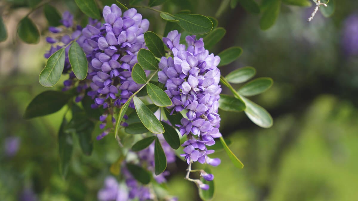 Texas Mountain Laurel