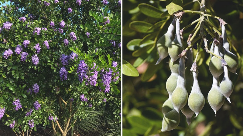 Texas Mountain Laurel Flowers And Seed Pods