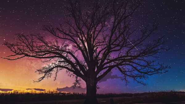 Bare Bur Oak Against Starry Sky