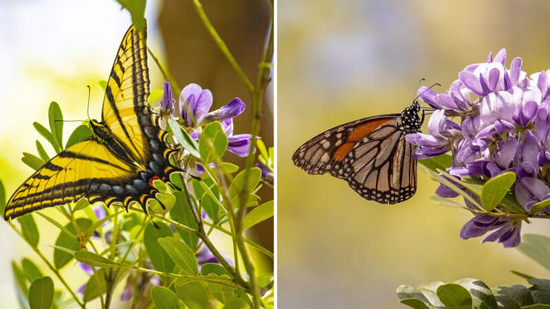 Butterflies On Texas Mountain Laurel