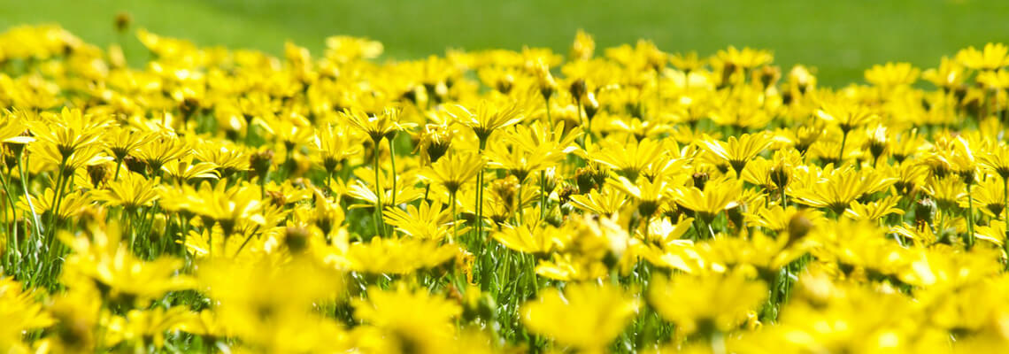 Yellow Spring Flowers Slide