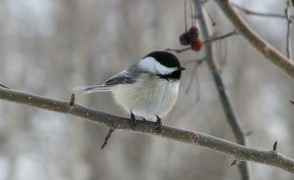 bird in winter on tree branch