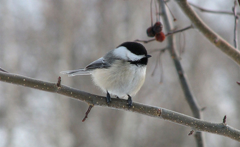 With Spring just around the corner, now is good time to take care of your trees.