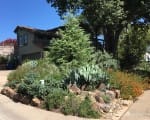 Sunny Hillside Front Garden with Native Plants