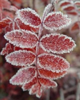 Frosty Leaf