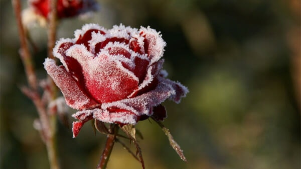 Frosty Rose