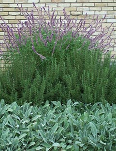 Mexican Bush Sage and Rosemary