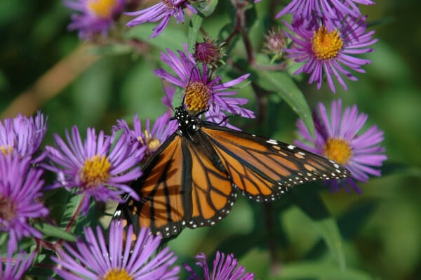 Monarch Butterfly On Fall Aster Flower
