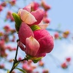 Spring Banner - tree blower buds